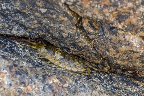 Common sea slater