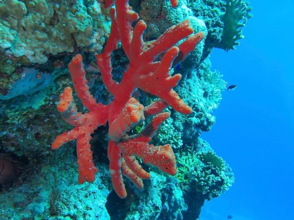 Red coral