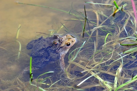 Common European toad