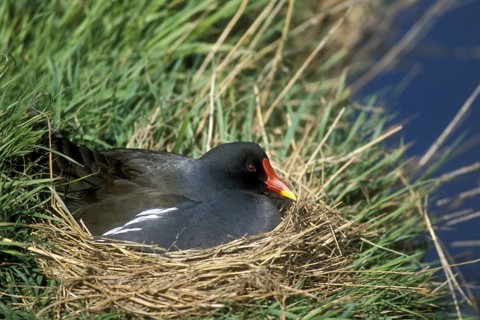 Common moorhen