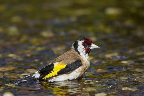 European goldfinch
