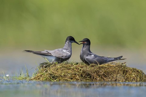Black tern