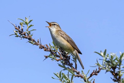 Sedge warbler