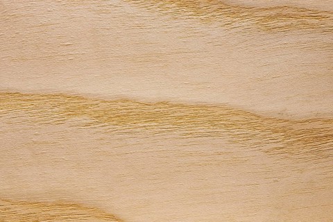 Wood grain of European Ash