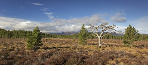 Dead Scots pine