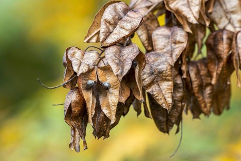 Seed pods of goldenrain tree