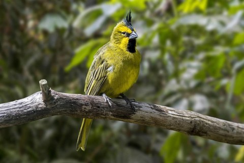 Yellow cardinal