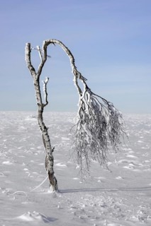 Deformed birch tree covered in frost in winter at the Hoge Venen
