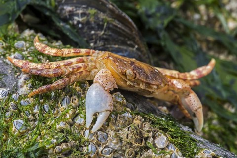 Dead Japanese shore crab