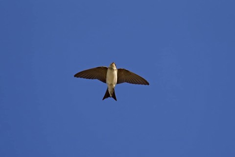 Common House Martin
