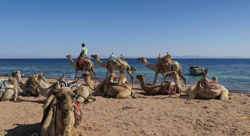 Camels as mounts for tourists