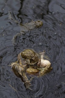 Common toad