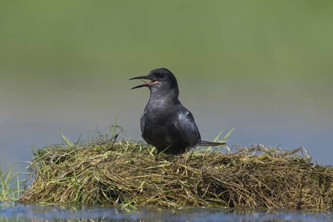 Black tern