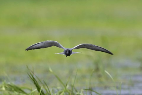 Black tern