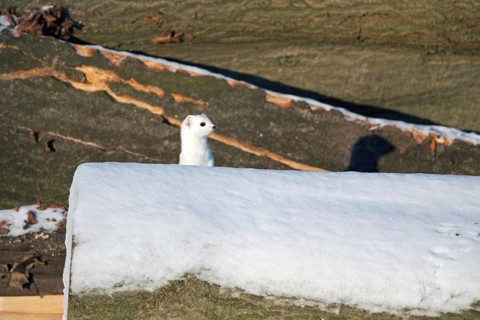 Stoat