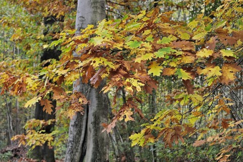 Leaves in autumn colours of northern red oak