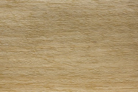 Wood grain of Koto