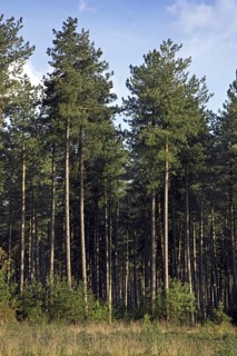 European black pine