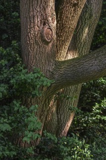 Trunk and foliage of European box