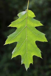 Northern red oak