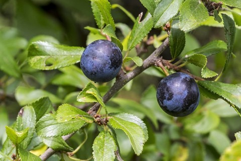 Blackthorn
