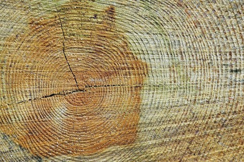 Cross section of tree trunk showing annual growth rings