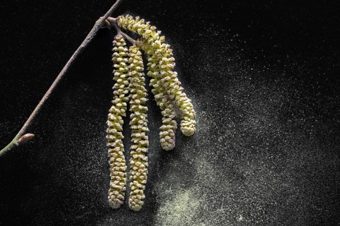 Common hazel