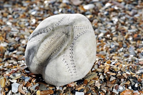 Sea potato