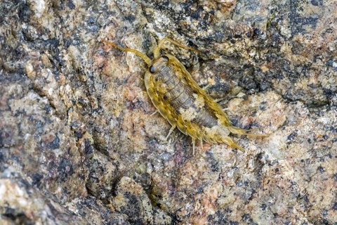 Common sea slater