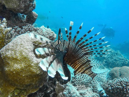Pacific red lionfish