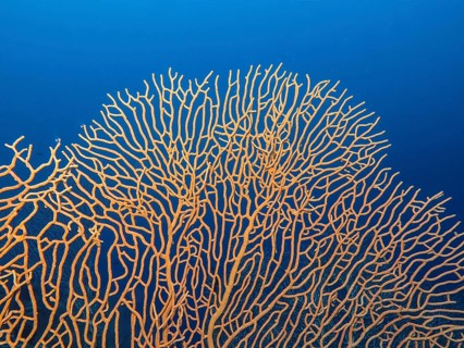 Gorgonian coral