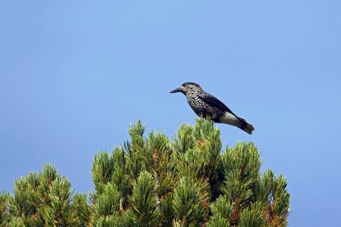 Spotted nutcracker