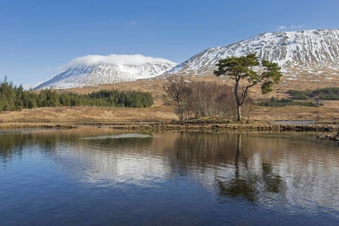 Scots pine