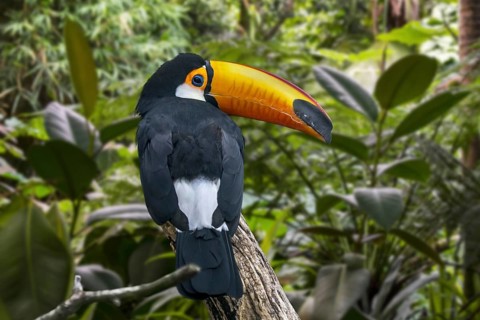 Toco toucan