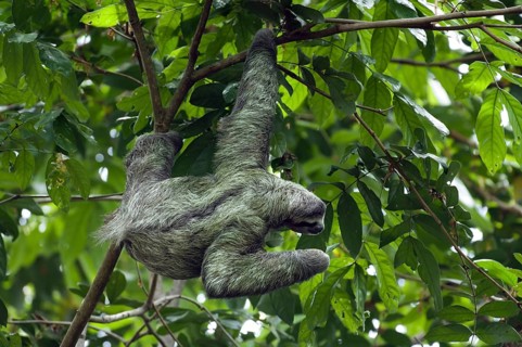 Brown-throated sloth