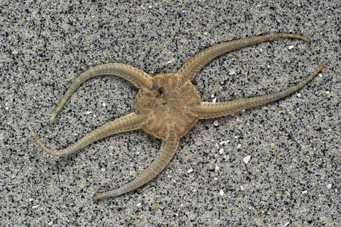 Dead brittle star