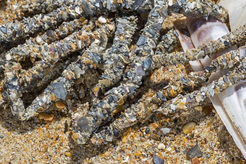 Tubes debris showing cemented sand grains and shell fragments from sand