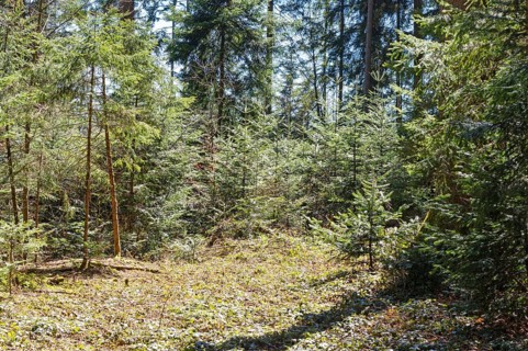 Forest