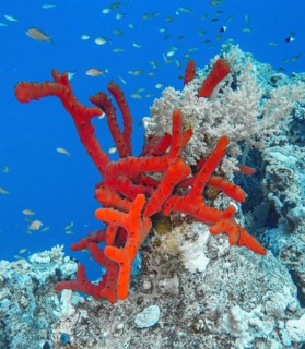 Red coral