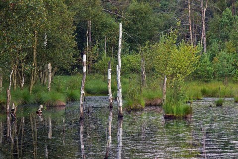 Pietzmoor