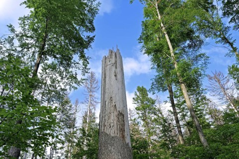 Broken tree trunk
