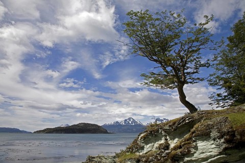 Lonely tree in the Tierra del Fuego National Park