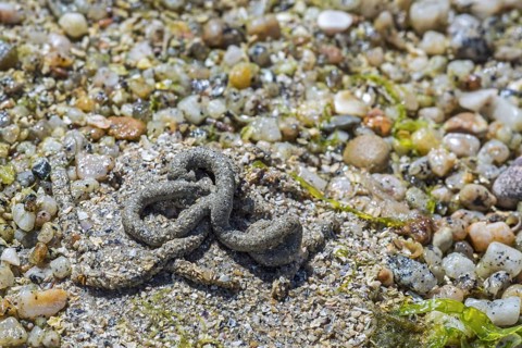 Lugworm