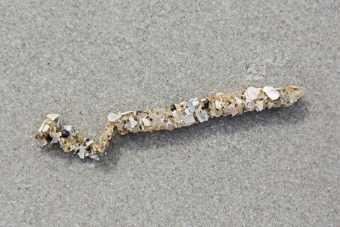 Tubes debris showing cemented sand grains and shell fragments from sand