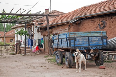 Old wooden cart and dog in agricultural village in rural Western Turkey