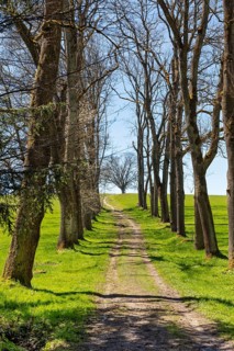 Forest path