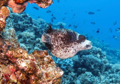 Masked puffer