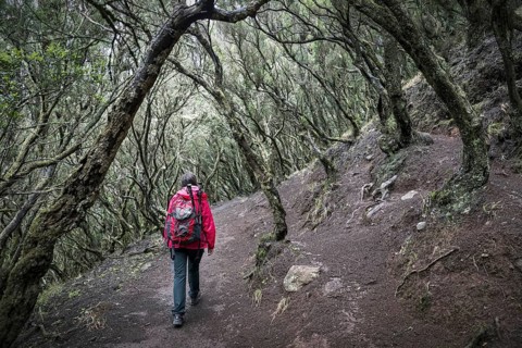 Female tourist walking in laurel forest