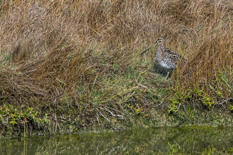 Common snipe