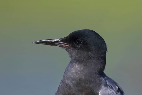 Close up portrait of black tern